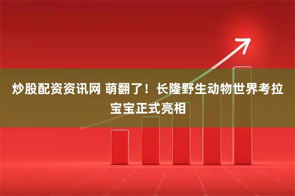 炒股配资资讯网 萌翻了！长隆野生动物世界考拉宝宝正式亮相