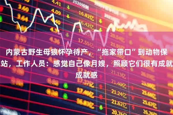 内蒙古野生母狼怀孕待产，“拖家带口”到动物保护站，工作人员：感觉自己像月嫂，照顾它们很有成就感